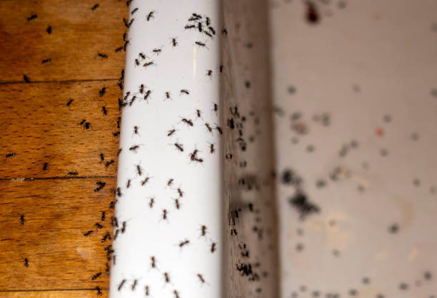 Best Pest Removal Services  in Frederickson, WA