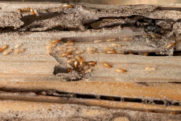 Best Local Pest Control Services  in Frederickson, WA